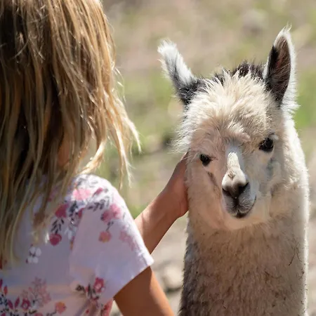 럭셔리텐트 Zelte Im Safari Park