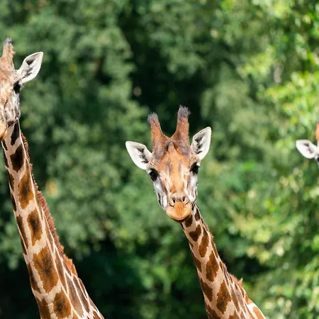 럭셔리텐트 Zelte Im Safari Park 호덴하겐