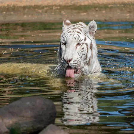 Zelte Im Safari Park 호덴하겐