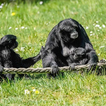Luxury tent Zelte Im Safari Park *