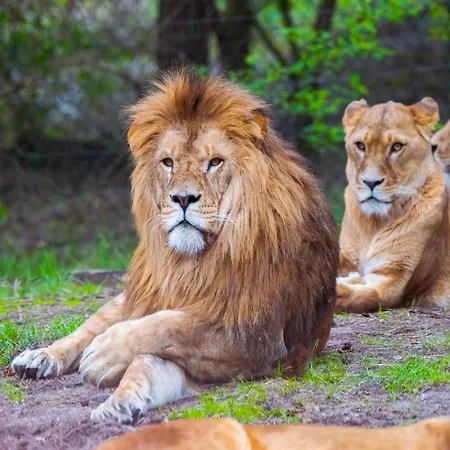 럭셔리텐트 Zelte Im Safari Park 호덴하겐