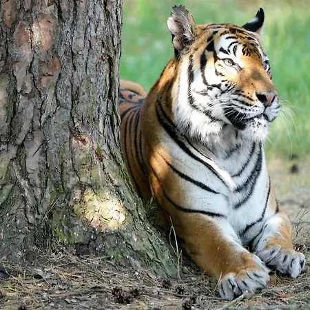 Luxury tent Zelte Im Safari Park *