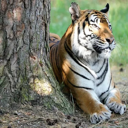 Zelte Im Safari Park Luxury tent *