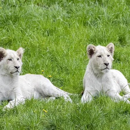 Luxury tent Zelte Im Safari Park