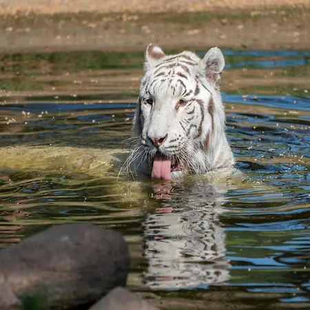 Zelte Im Safari Park Hodenhagen
