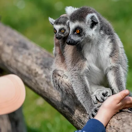 럭셔리텐트 Zelte Im Safari Park 호덴하겐