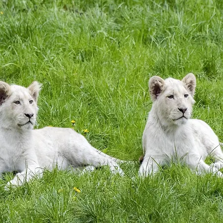 Zelte Im Safari Park 럭셔리텐트 호덴하겐