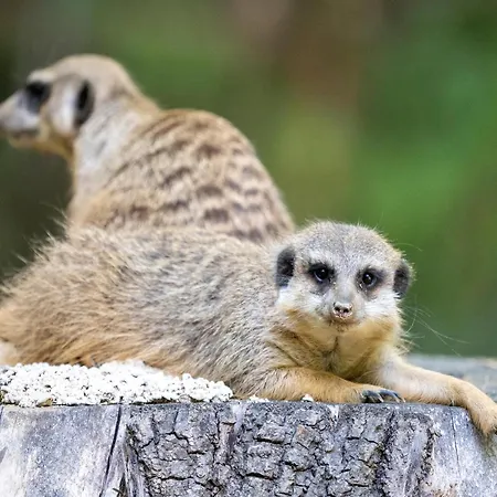 Zelte Im Safari Park * 호덴하겐