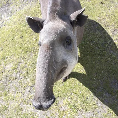럭셔리텐트 Zelte Im Safari Park
